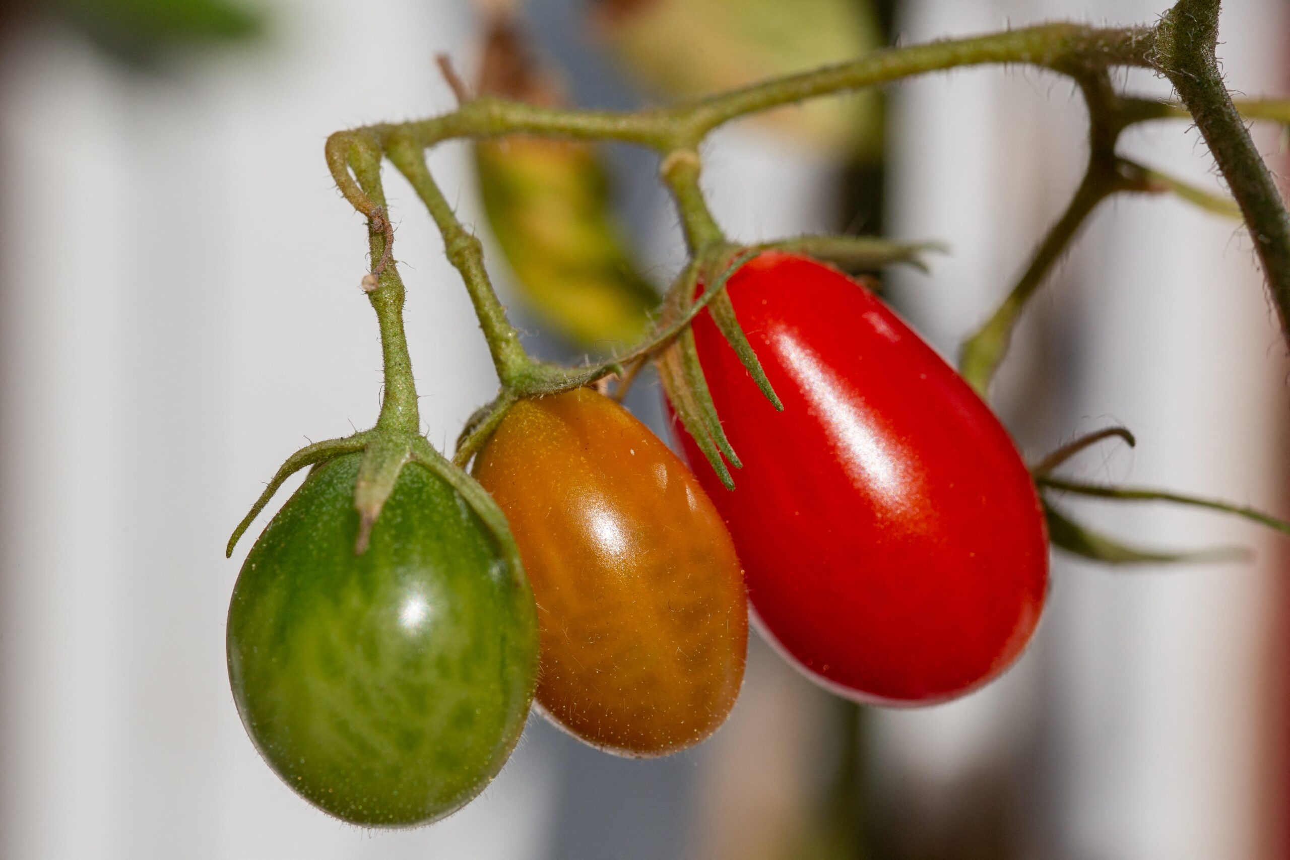 La tomate italienne menacée : au-delà de la gastronomie, un enjeu national