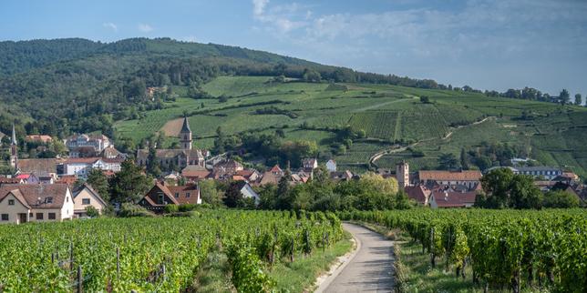 À Ribeauvillé, la coopérative viticole la plus ancienne de France cultive patrimoine et attractivité économique